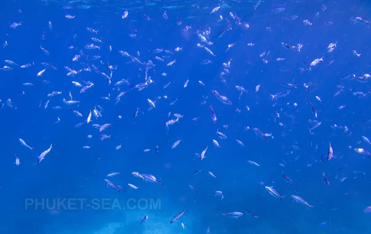 Diving at Surin Islands