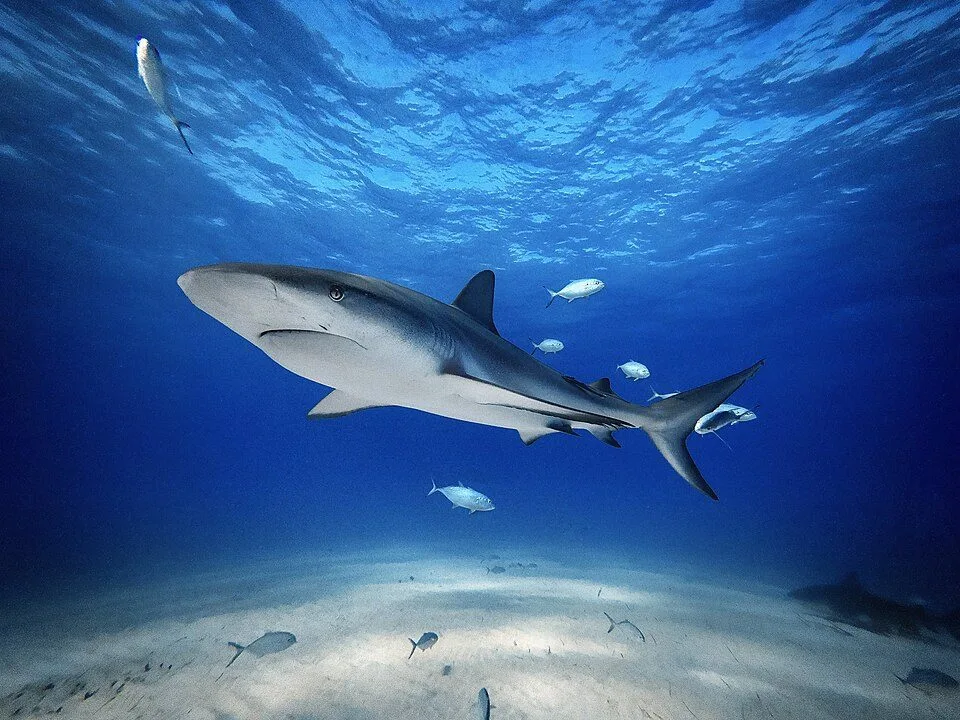 Diving in Bahamas — Grand Bahama · Tiger Beach