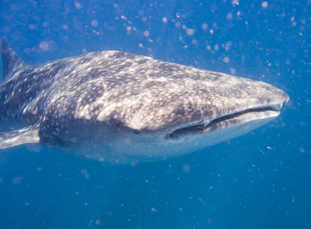 Diving in Mozambique — Tofo · Inhambane Reefs