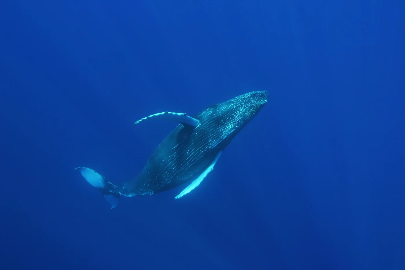 Diving in Tonga — Tonga · Ha'apai Humpbacks