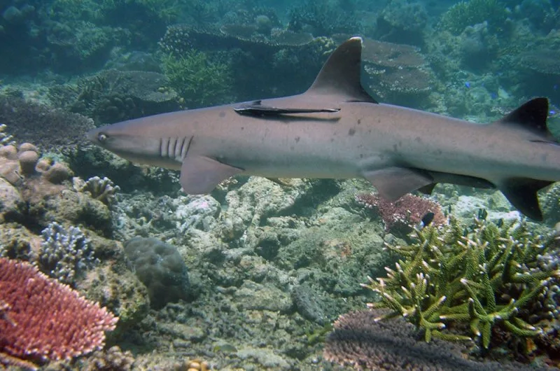 Diving in Philippines — Tubbataha Reefs