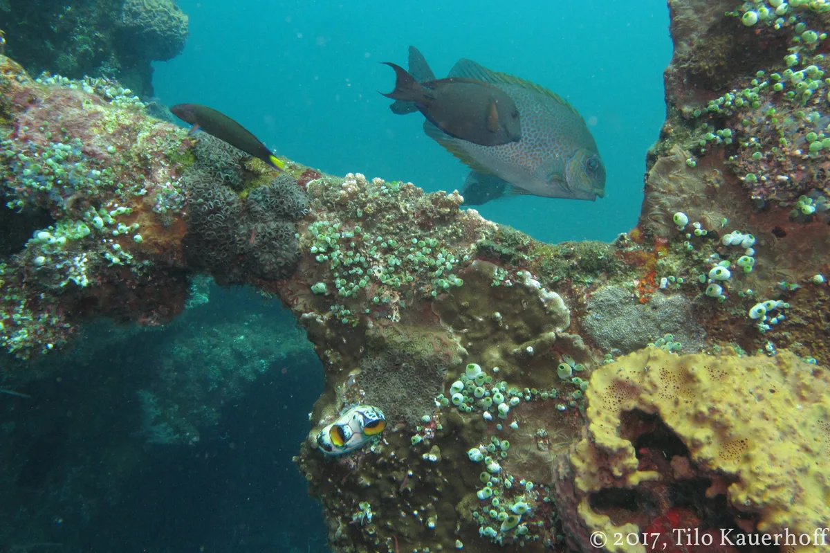 Diving at Tulamben · USAT Liberty