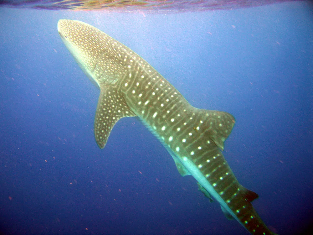 Diving at Utila · Whale Shark Alley