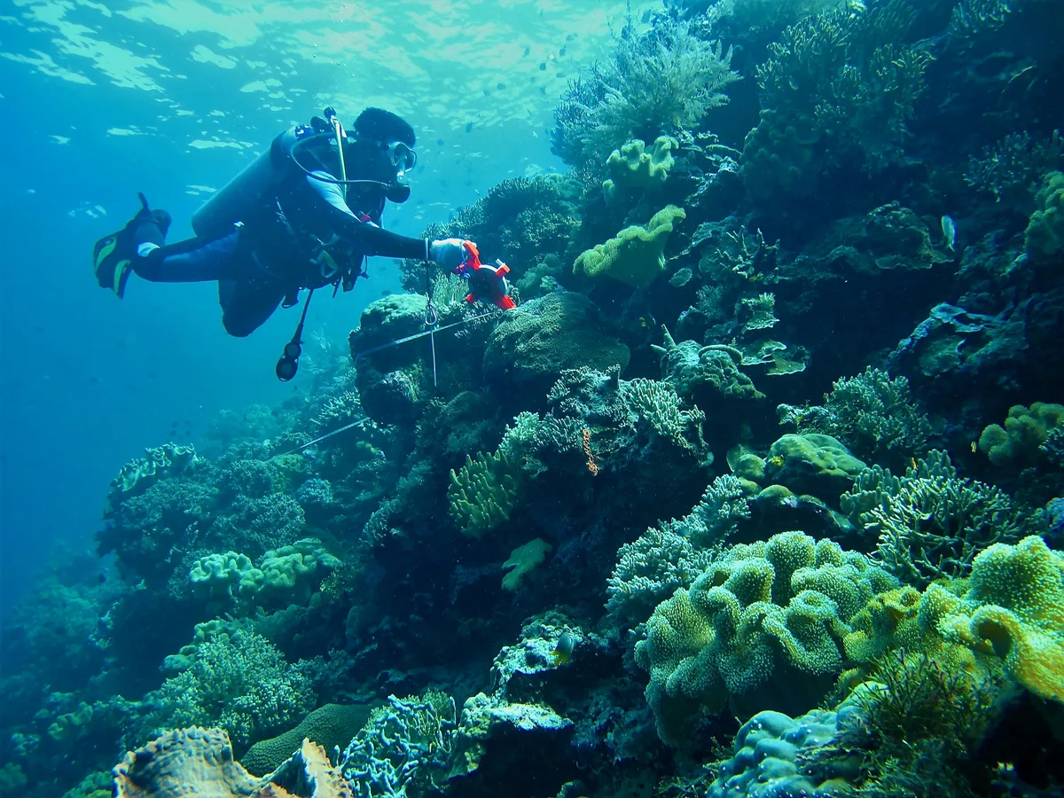 Diving at Wakatobi · Tomia Reefs