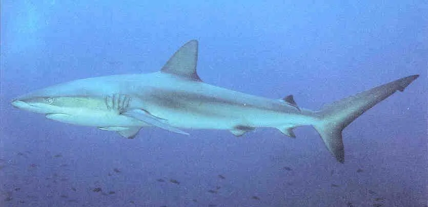 Diving at Wolf Island