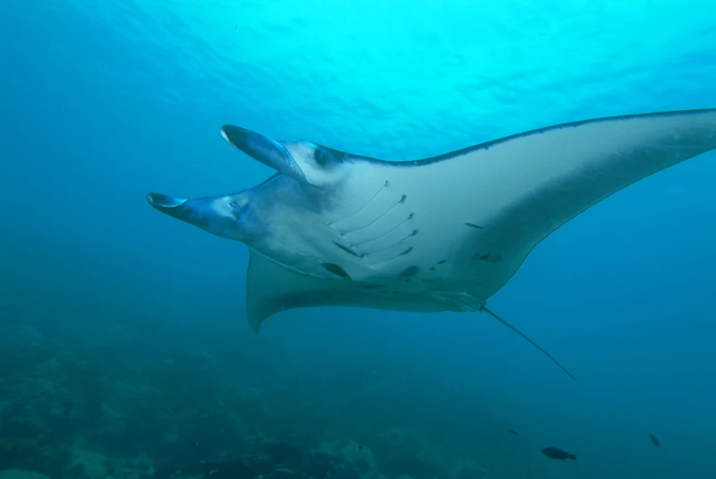 Diving at Yap · Mi'l Channel