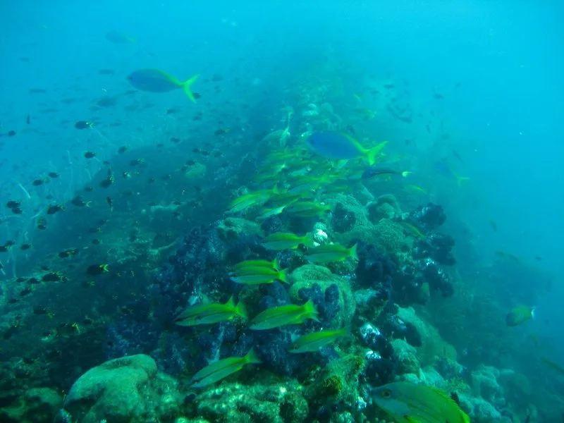Diving in Australia — SS Yongala