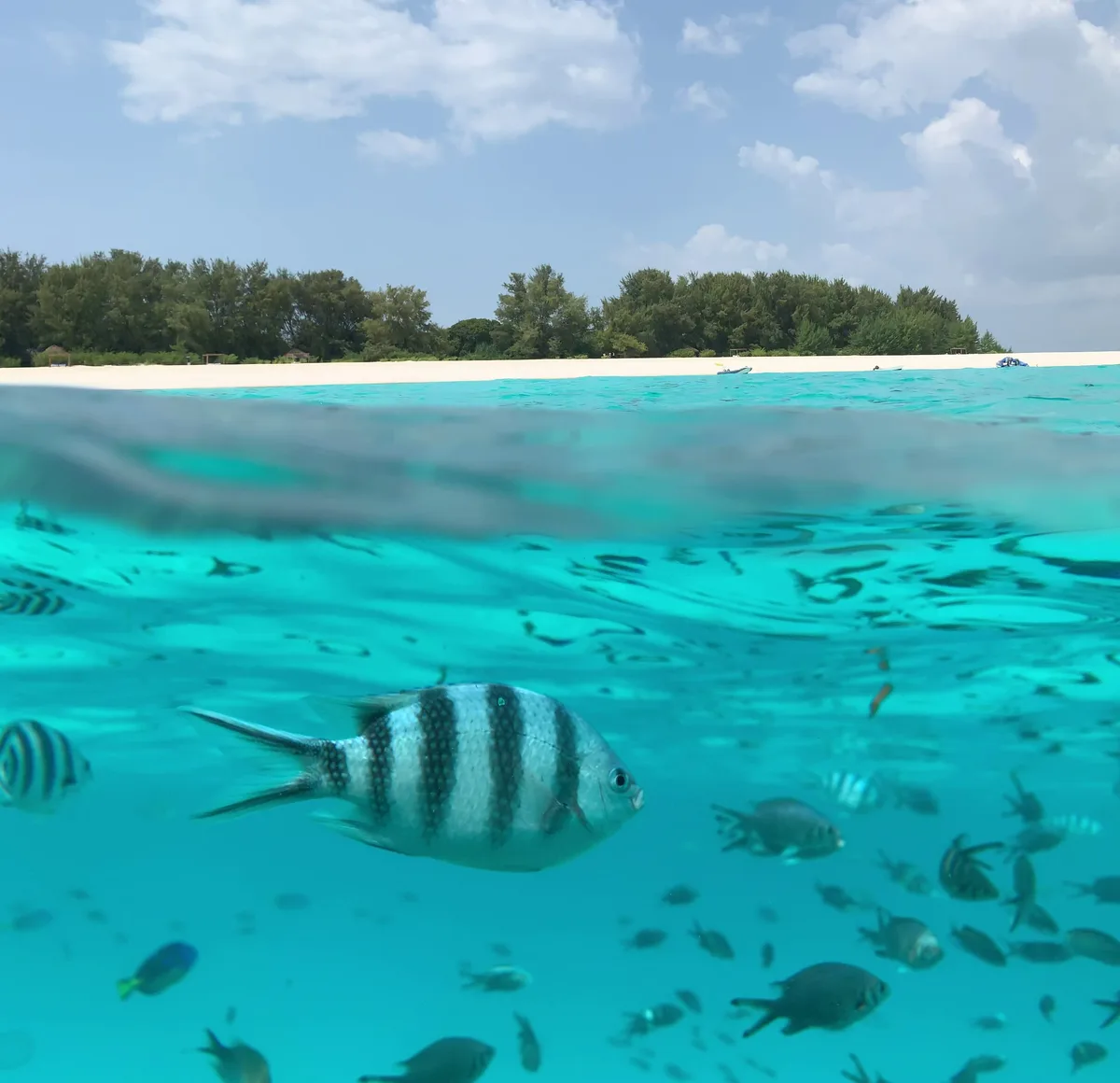 Diving at Zanzibar · Mnemba Reefs